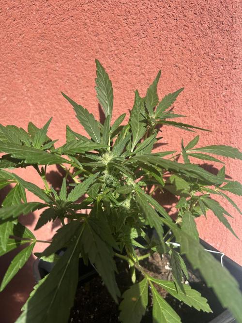 First try at my new balcony. Week 12