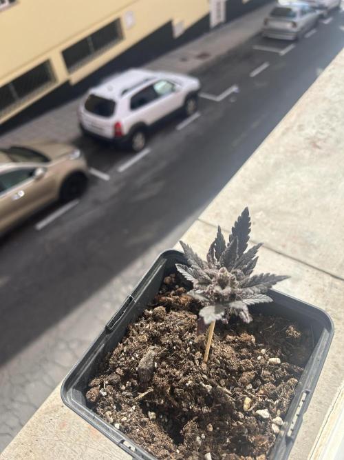 First try at my new balcony. Week 12