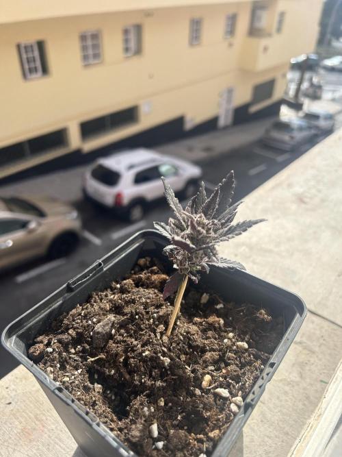 First try at my new balcony. Week 12