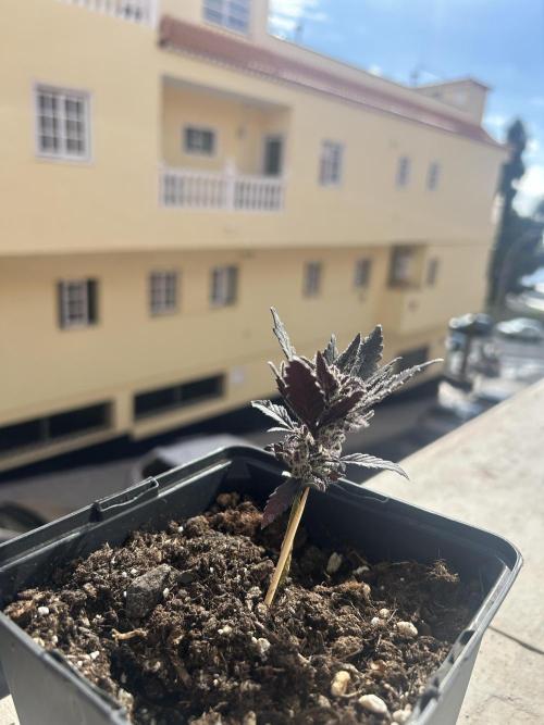 First try at my new balcony. Week 12