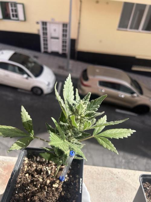 First try at my new balcony. Week 12