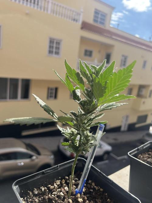 First try at my new balcony. Week 12