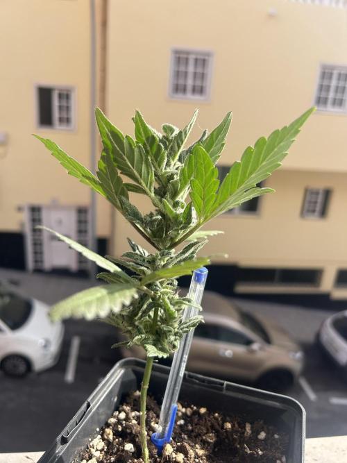 First try at my new balcony. Week 12