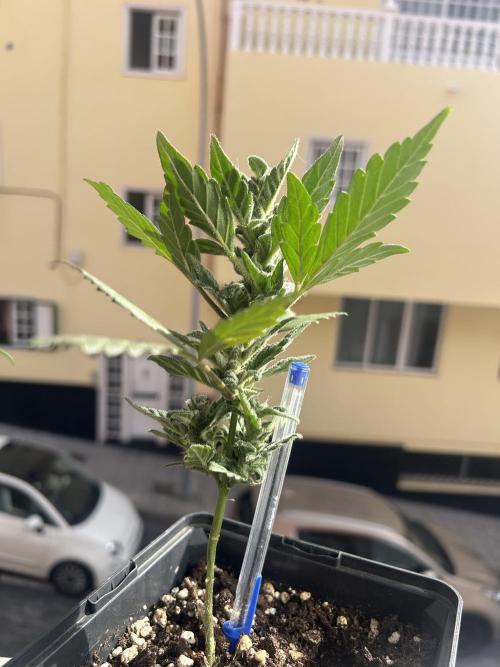 First try at my new balcony. Week 12