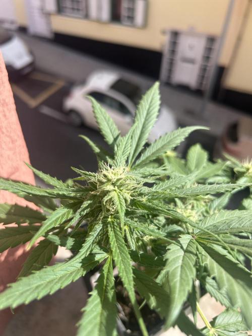 Planting some freebies!. Week 8