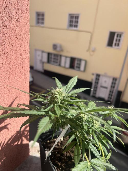 Planting some freebies!. Week 8