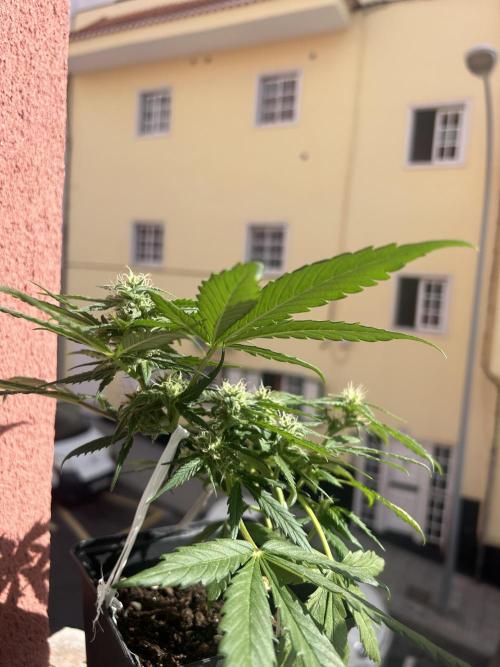 Planting some freebies!. Week 8