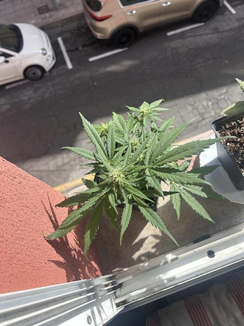 Planting some freebies!. Week 8