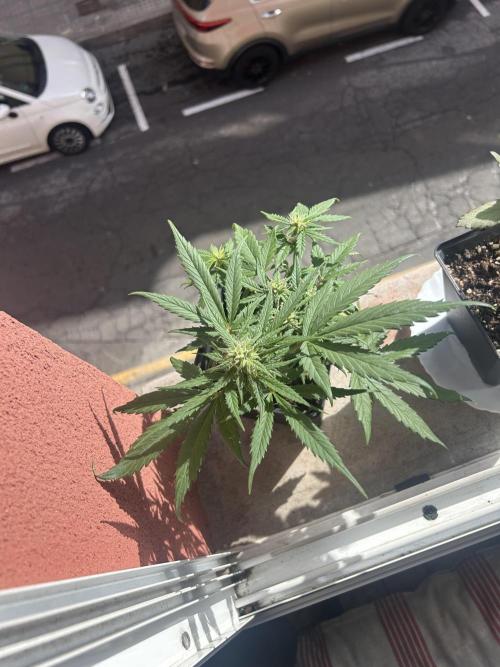 Planting some freebies!. Week 8