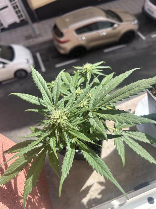 Planting some freebies!. Week 8