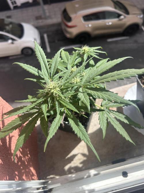 Planting some freebies!. Week 8