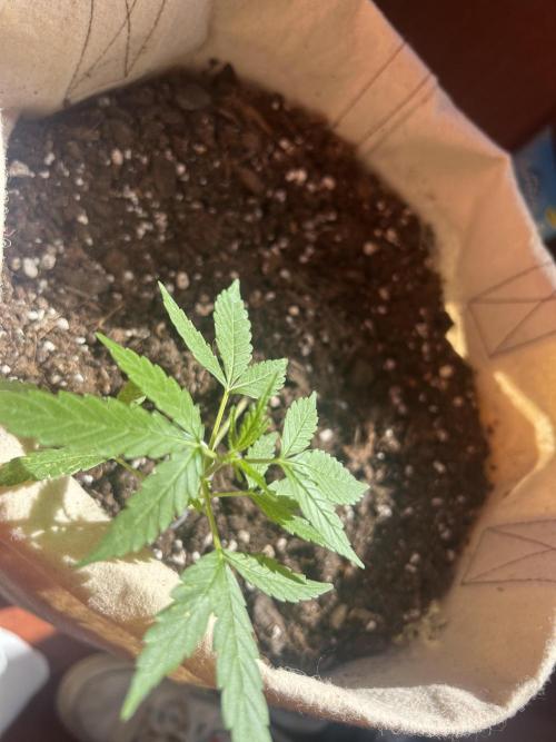 Planting some freebies!. Week 8