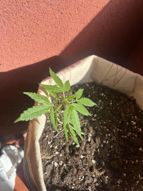 Planting some freebies!. Week 8