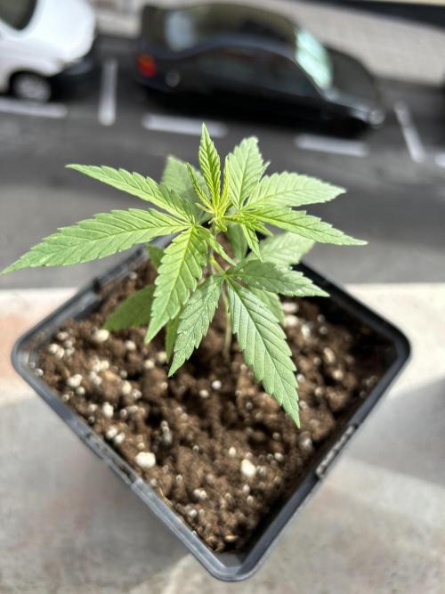 My first feminized grow. Week 7