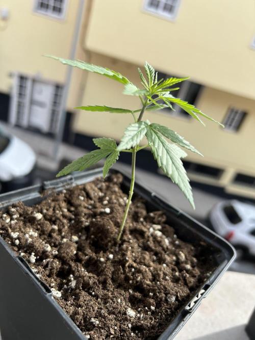 My first feminized grow. Week 7