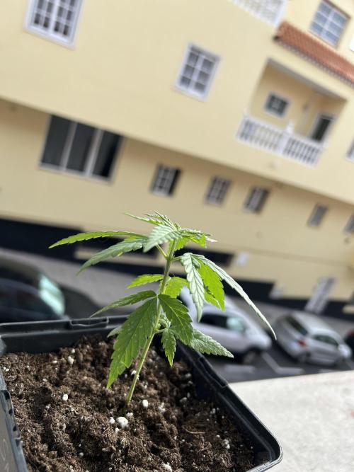 My first feminized grow. Week 7