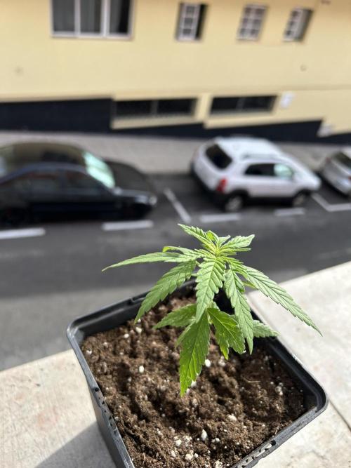 My first feminized grow. Week 7