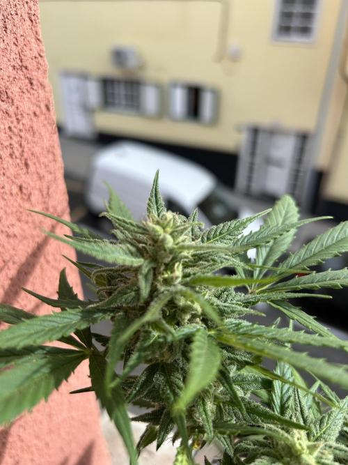 Planting some freebies!. Week 9