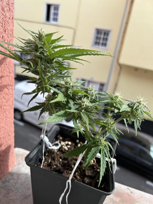 Planting some freebies!. Week 9