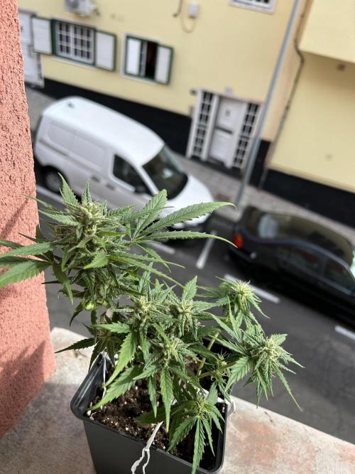 Planting some freebies!. Week 9