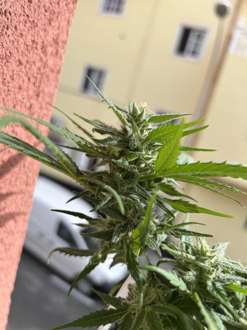 Planting some freebies!. Week 9