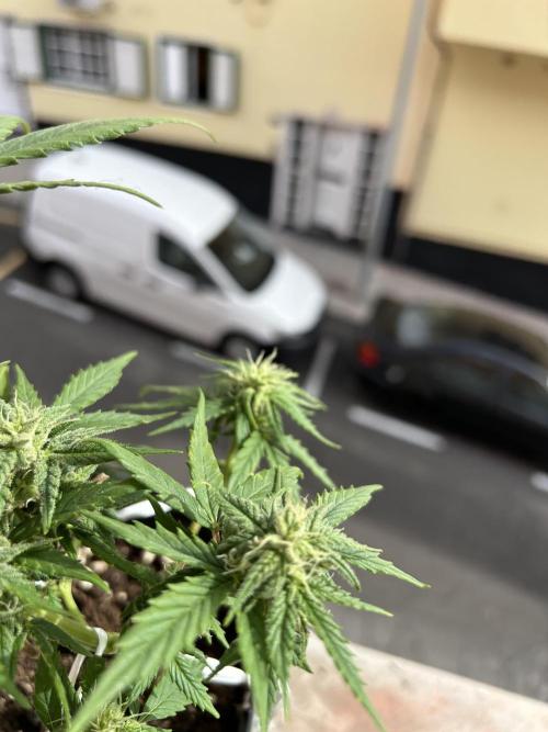 Planting some freebies!. Week 9