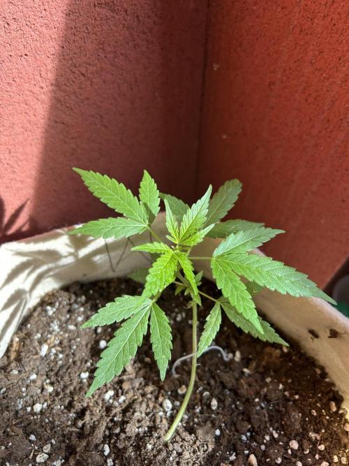 Planting some freebies!. Week 9