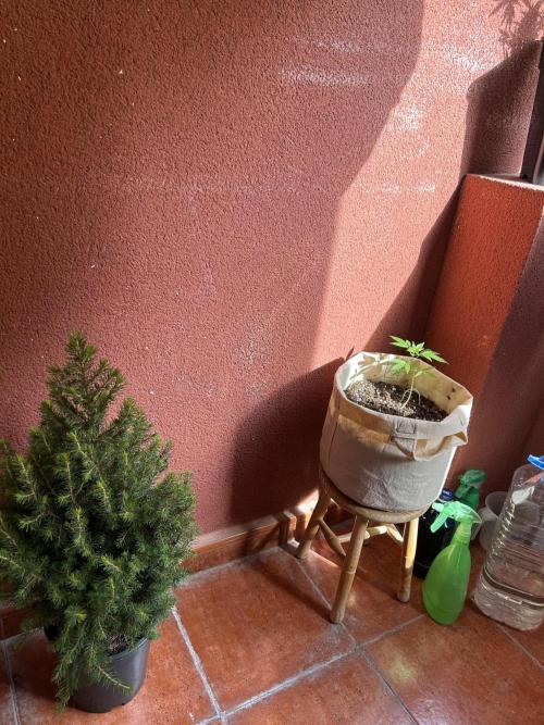 Planting some freebies!. Week 9