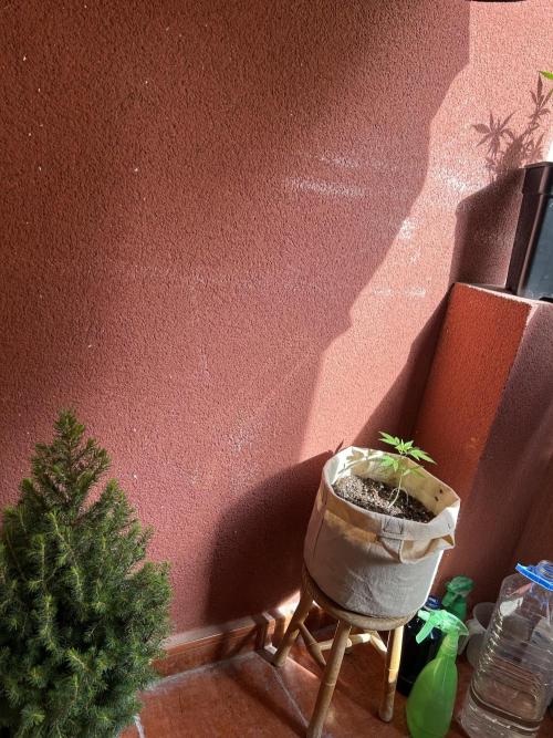 Planting some freebies!. Week 9