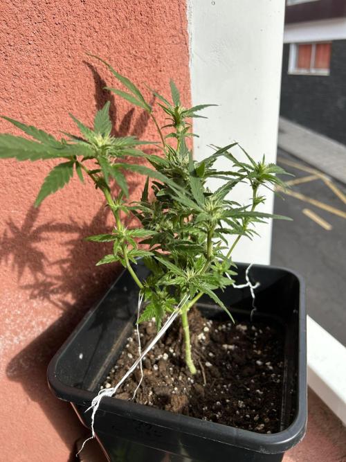 First try at my new balcony. Week 13