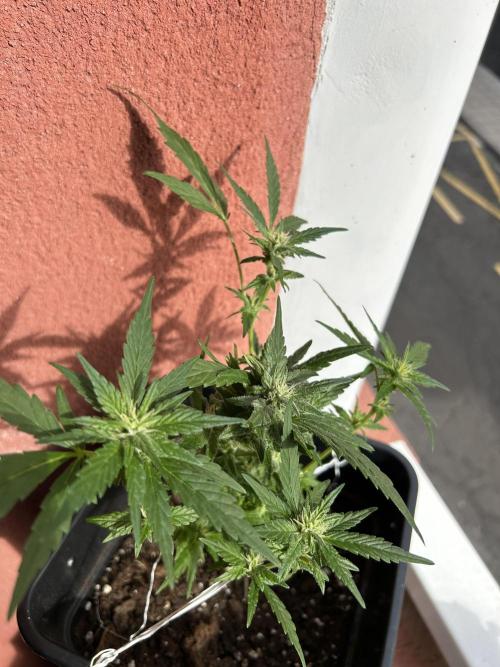 First try at my new balcony. Week 13