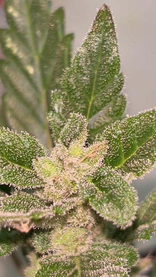 First try at my new balcony