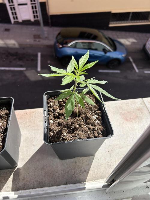 My first feminized grow. Week 8