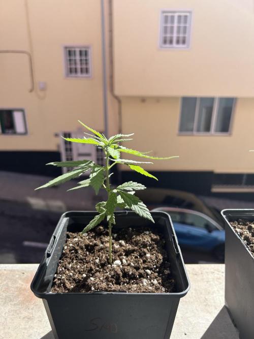 My first feminized grow. Week 8