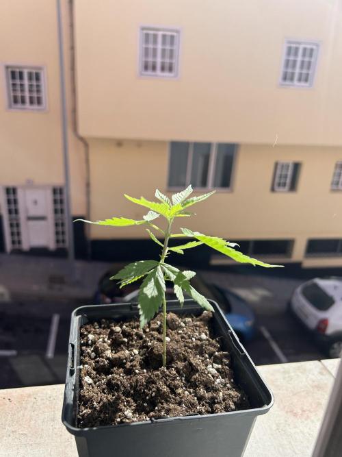 My first feminized grow. Week 8