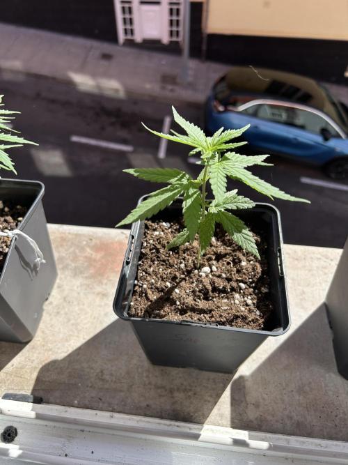 My first feminized grow. Week 8