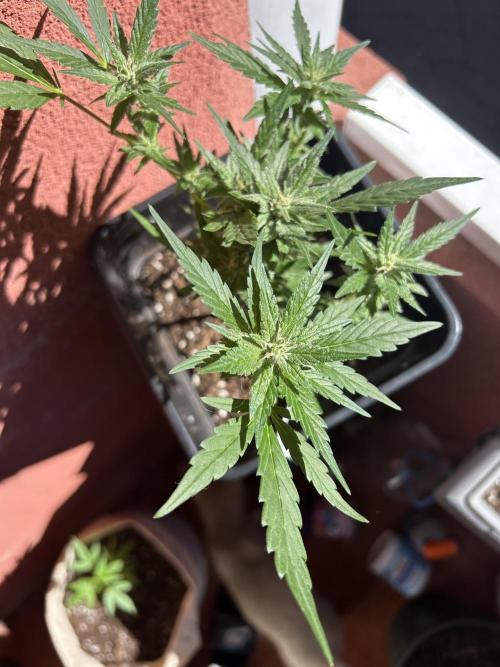 First try at my new balcony. Week 14