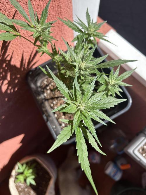 First try at my new balcony. Week 14