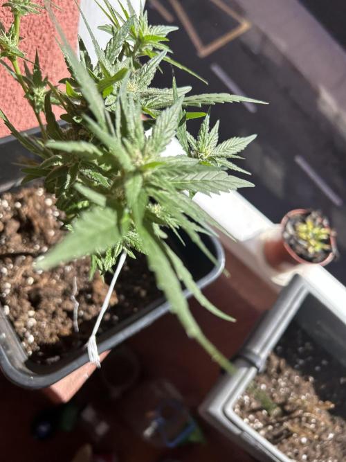 First try at my new balcony. Week 14