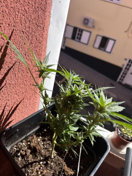 First try at my new balcony. Week 14