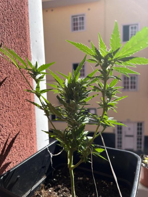 First try at my new balcony. Week 14