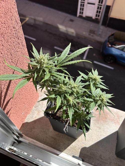 Planting some freebies!. Week 10