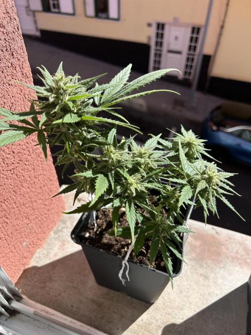 Planting some freebies!. Week 10