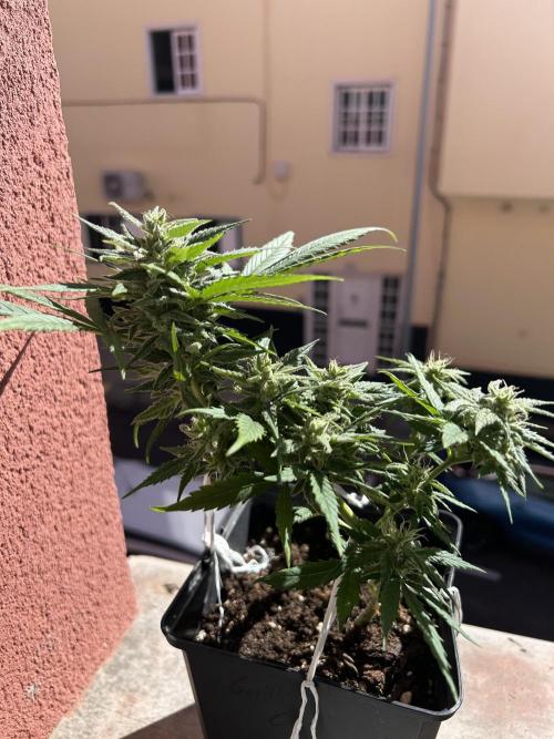 Planting some freebies!. Week 10