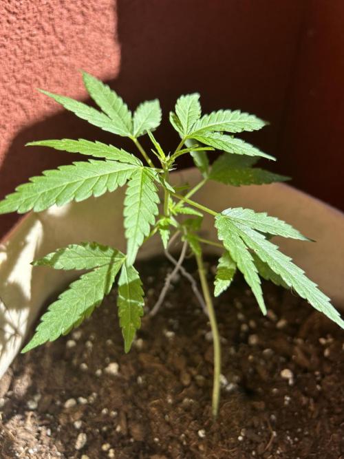 Planting some freebies!. Week 10