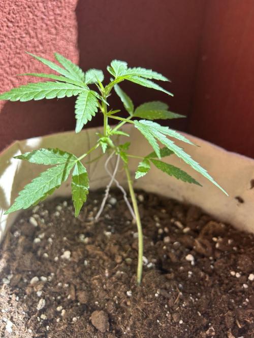 Planting some freebies!. Week 10