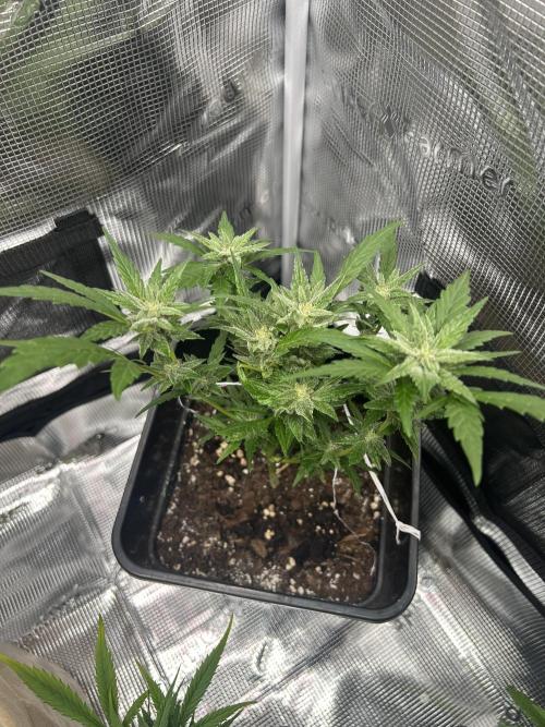 First try at my new balcony. Week 15