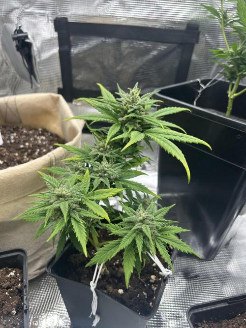 Planting some freebies!. Week 11