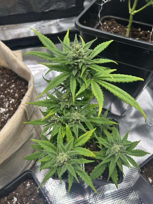 Planting some freebies!. Week 11