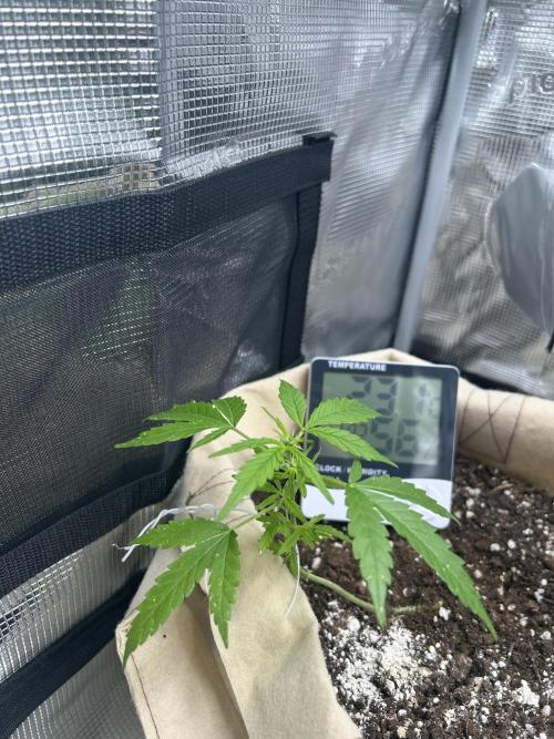 Planting some freebies!. Week 11